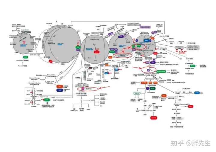 锌硒宝 儿童腹泻(儿童锌硒宝片有什么副作用)-硒宝网