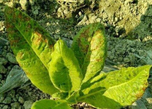 儿童锌硒宝怎么吃(锌硒片宝宝能吃吗)-硒宝网