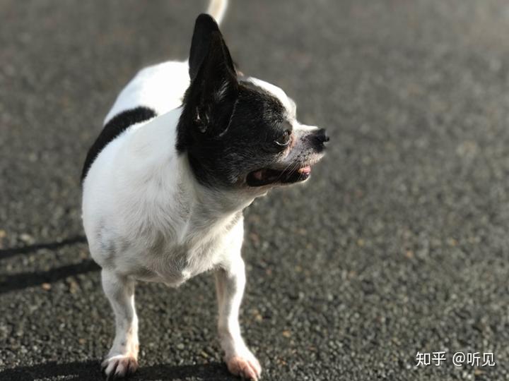 狗怎么补钙(补钙狗粮哪个牌子好)-硒宝网