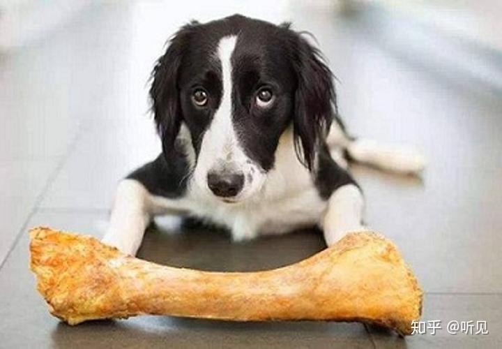 狗怎么补钙(补钙狗粮哪个牌子好)-硒宝网