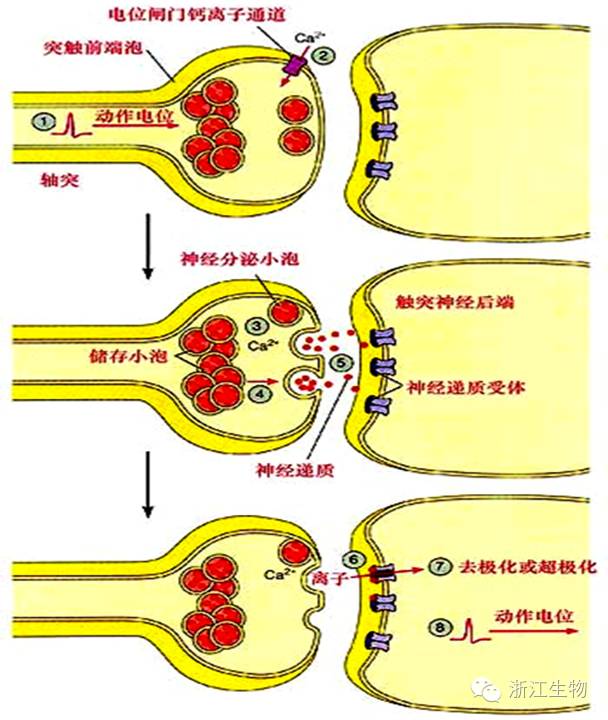 小儿补钙(补钙小儿颗粒)-硒宝网