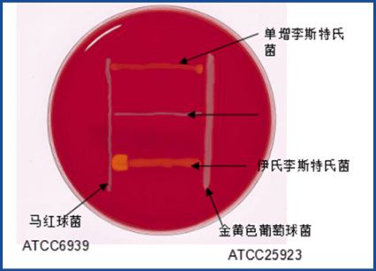 锌硒宝 药理作用(锌药片)-硒宝网
