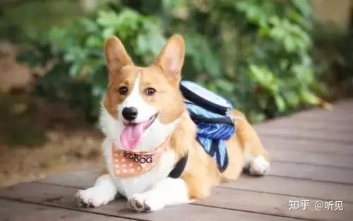 小狗补钙吃什么(小狗补钙吃什么食物)-硒宝网