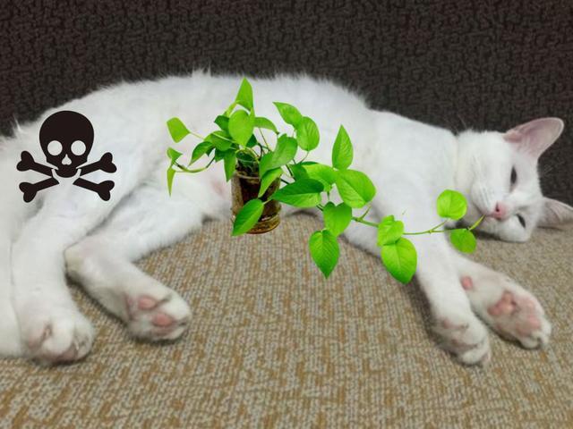 猫咪误食锌硒宝片(猫咪补锌)-硒宝网