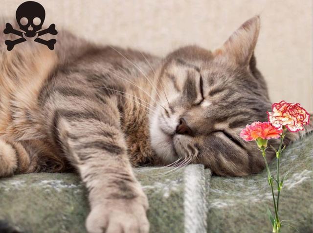 猫咪误食锌硒宝片(猫咪补锌)-硒宝网