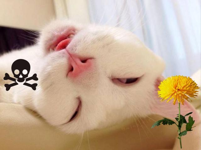 猫咪误食锌硒宝片(猫咪补锌)-硒宝网