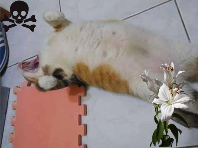 猫咪误食锌硒宝片(猫咪补锌)-硒宝网