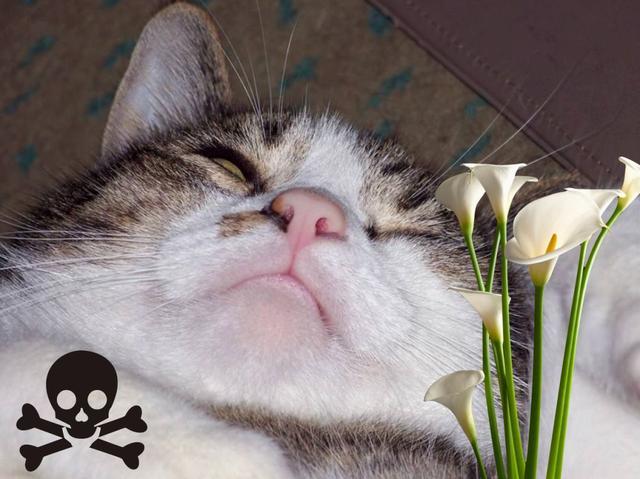 猫咪误食锌硒宝片(猫咪补锌)-硒宝网