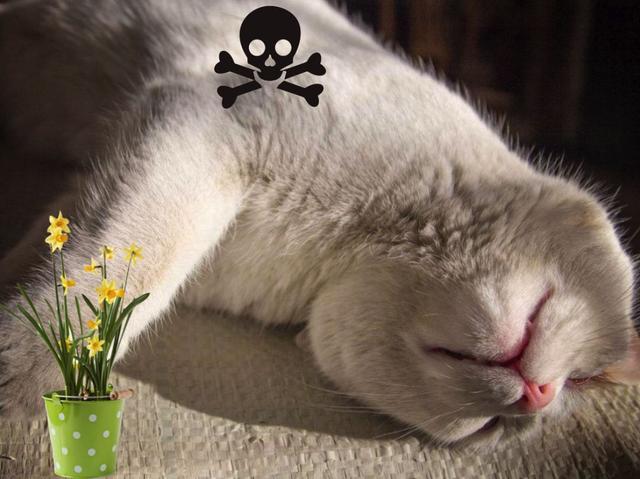 猫咪误食锌硒宝片(猫咪补锌)-硒宝网