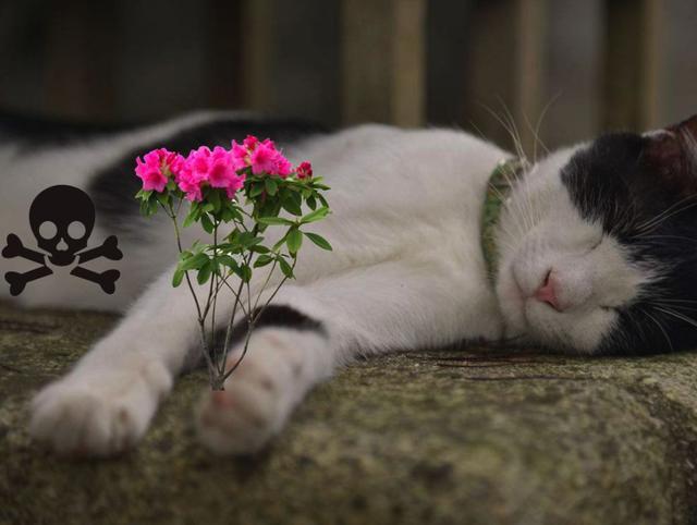 猫咪误食锌硒宝片(猫咪补锌)-硒宝网