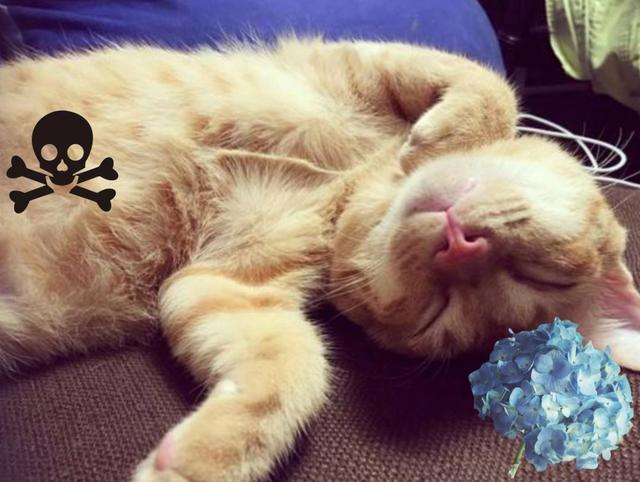 猫咪误食锌硒宝片(猫咪补锌)-硒宝网