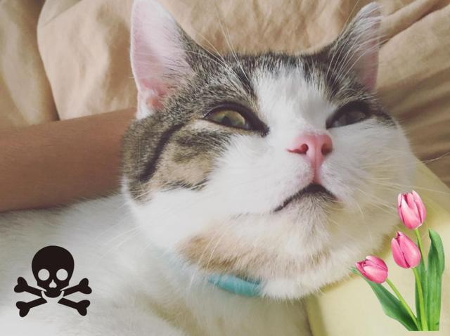 猫咪误食锌硒宝片(猫咪补锌)-硒宝网