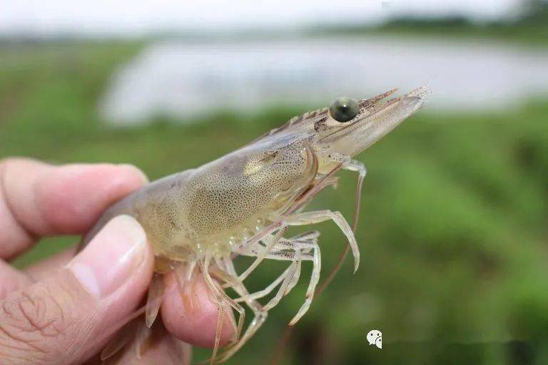 虾壳补钙吗(虾肉补钙还是虾壳补钙)-硒宝网