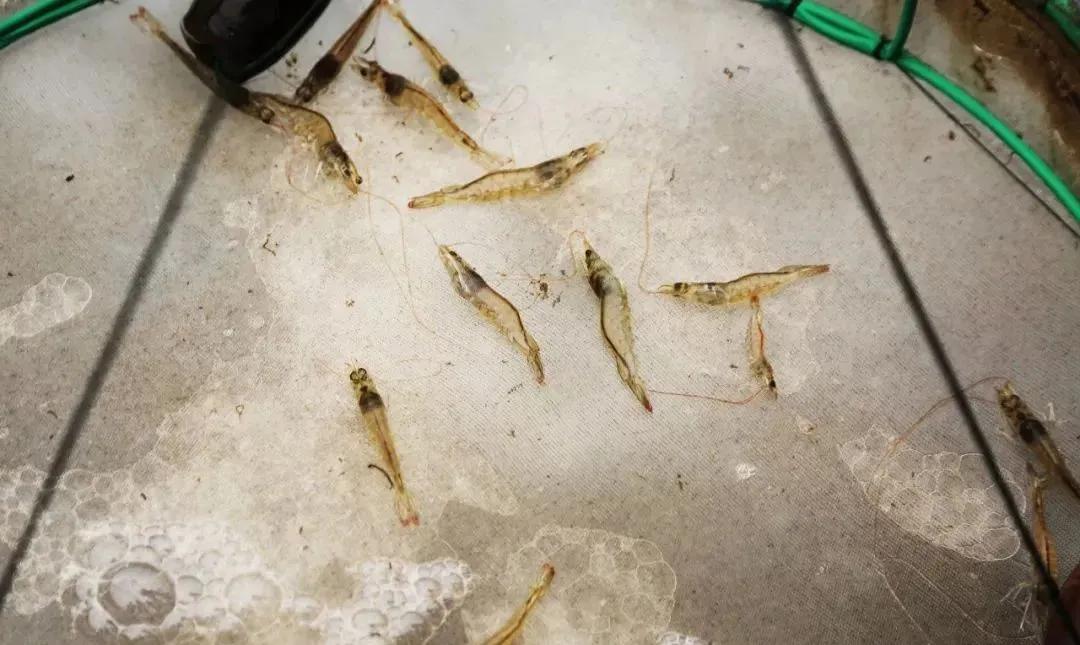 虾壳补钙吗（虾壳补钙是真的吗）-硒宝网