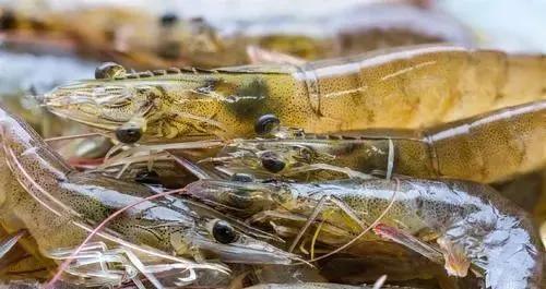 虾壳补钙吗（虾壳补钙是真的吗）-硒宝网