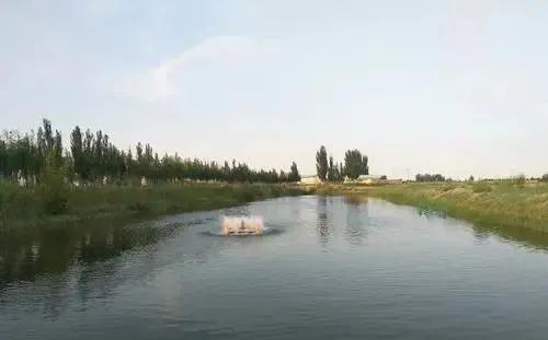 虾壳补钙吗（虾壳补钙是真的吗）-硒宝网