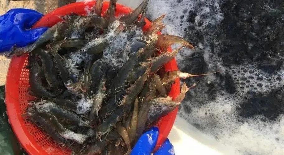 虾壳补钙吗（虾壳补钙是真的吗）-硒宝网