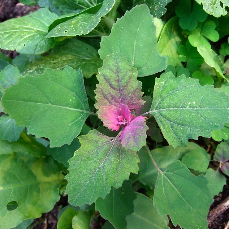 补钙食物前十名（补钙食物排名前几位）-硒宝网