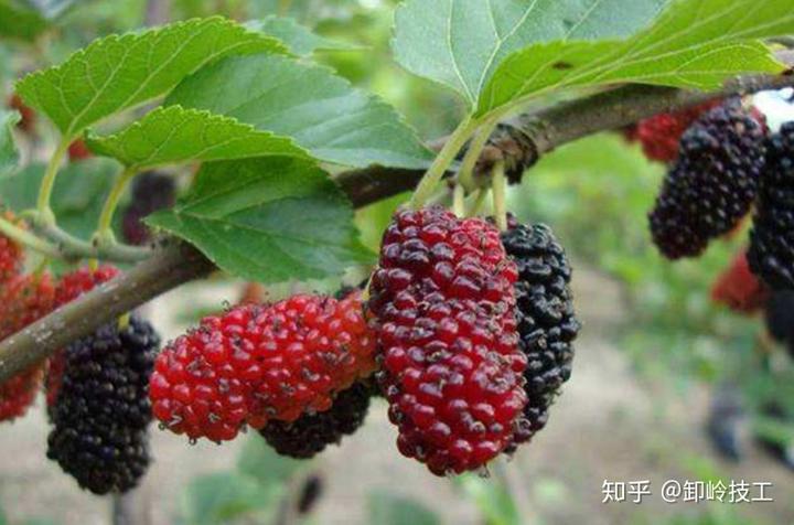 锌硒宝含量纯度高(锌硒宝含量表)-硒宝网