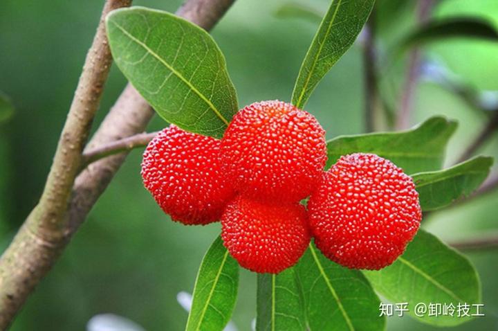 锌硒宝含量纯度高(锌硒宝含量表)-硒宝网