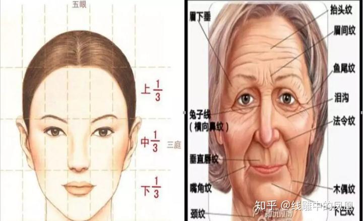 补钙面部会衰老得慢些吗（缺钙会引起脸部衰老吗）-硒宝网