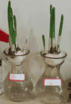 什么锌硒宝含量高(锌硒宝含量高的好还是低的好)-硒宝网