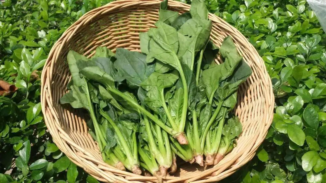 补铁吃什么食物（补铁吃的东西）-硒宝网