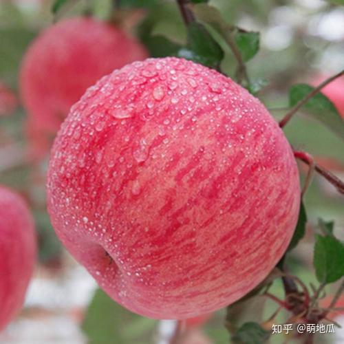 补铁的水果有什么（有水果补铁吗）-硒宝网