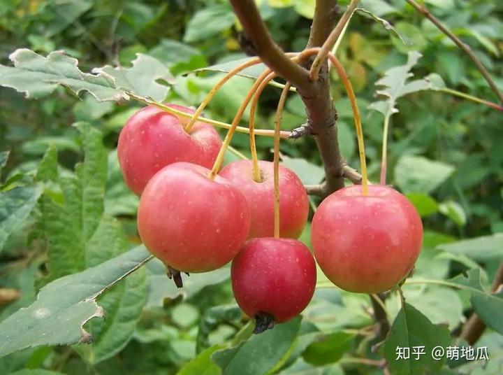 补铁的水果有什么（有水果补铁吗）-硒宝网