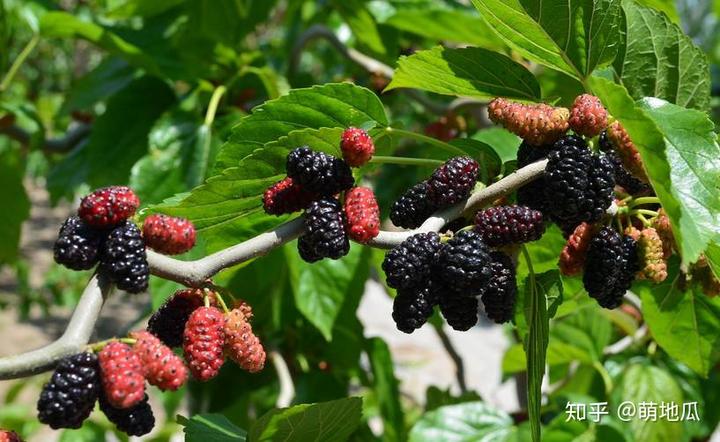 补铁的水果有什么（有水果补铁吗）-硒宝网