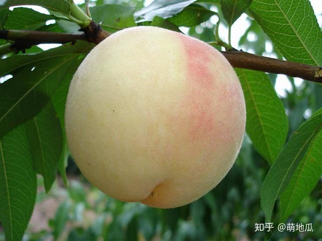 补铁的水果有什么（有水果补铁吗）-硒宝网