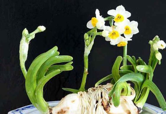 锌硒宝片男人用量(锌硒宝片一次吃多少)-硒宝网