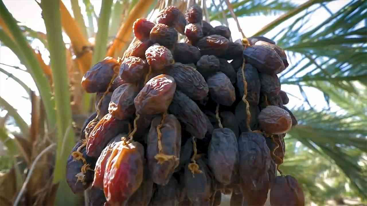 锌硒宝片男人用量(锌硒宝片一次吃多少)-硒宝网