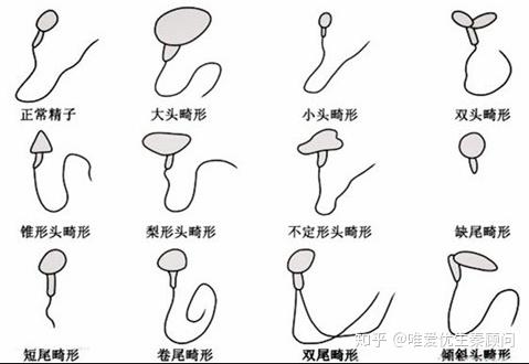 锌硒宝对精子密度（锌密度）-硒宝网
