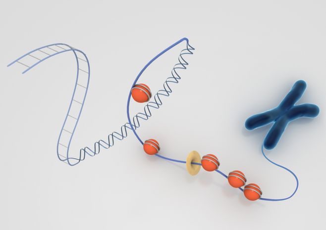 男士锌硒宝吃多久(男生吃锌硒片)-硒宝网