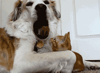 微量元素多少钱（微量元素j）-硒宝网