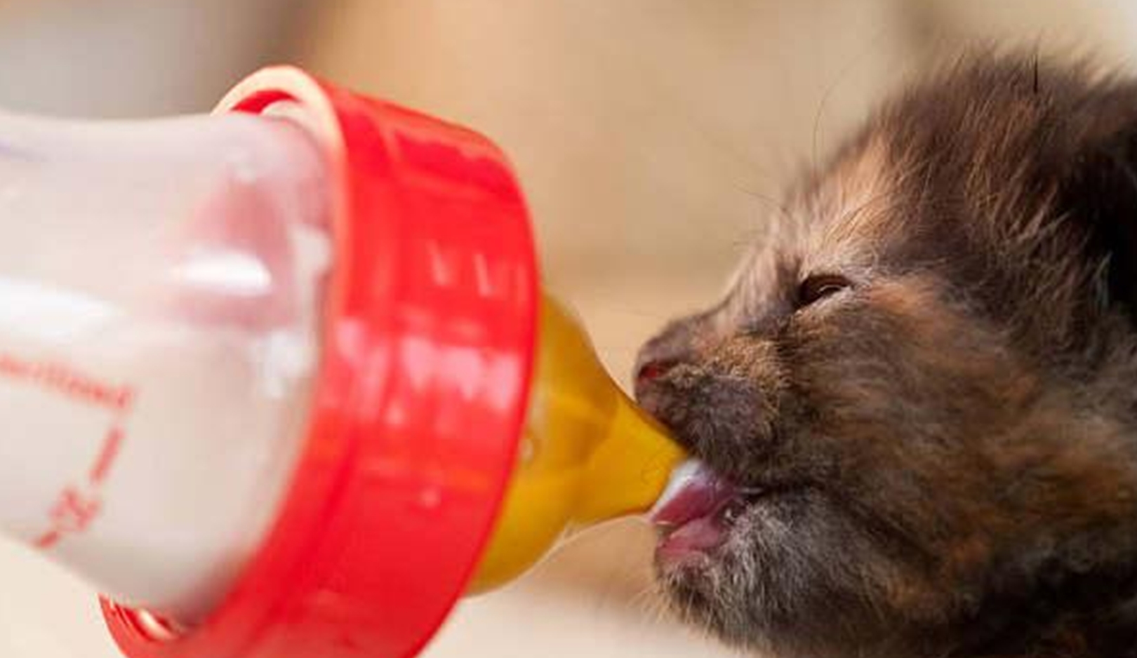 锌硒宝狗狗能吃吗(狗狗补锌)-硒宝网