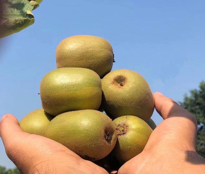 成年男性锌硒宝片（锌硒宝男人吃哪种好）-硒宝网