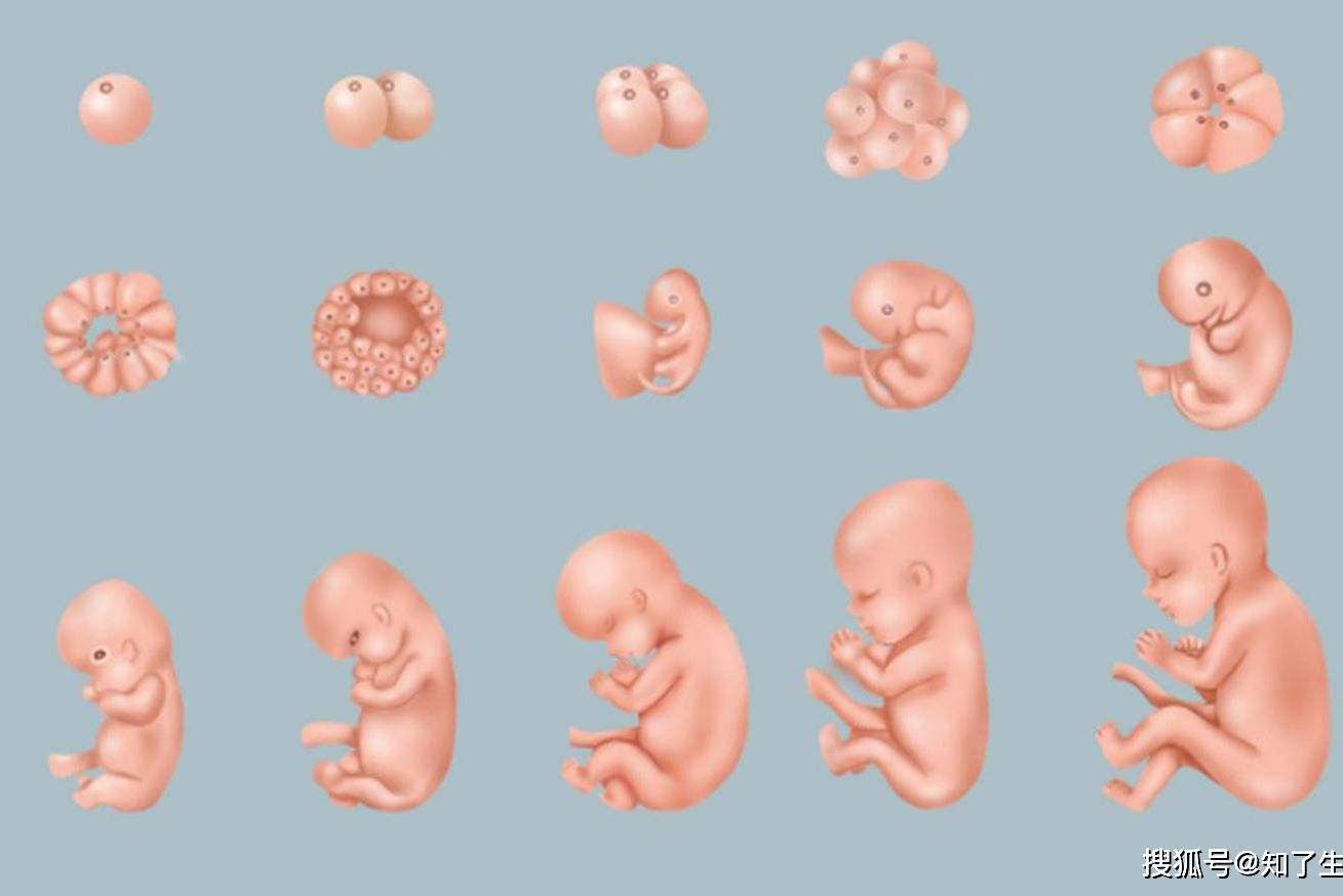 锌硒宝影响生女孩(锌硒对儿童生长发育的影响)-硒宝网