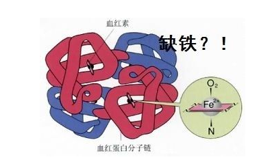 什么叫微量元素(微量元素叫什么检查)-硒宝网