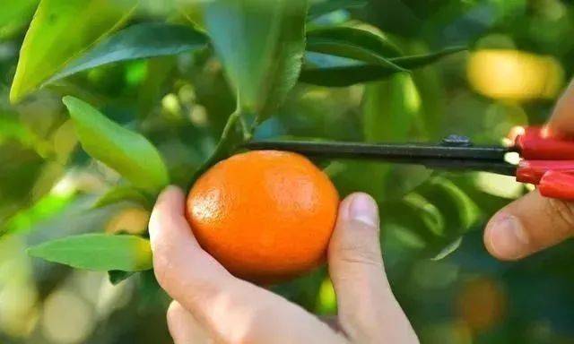 微量元素钾（钾微量元素的作用）-硒宝网