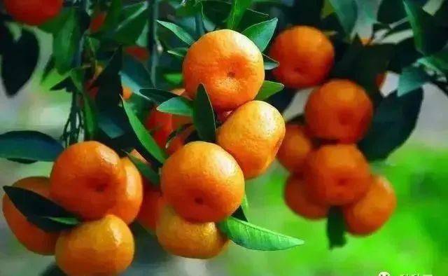 微量元素钾（钾微量元素的作用）-硒宝网