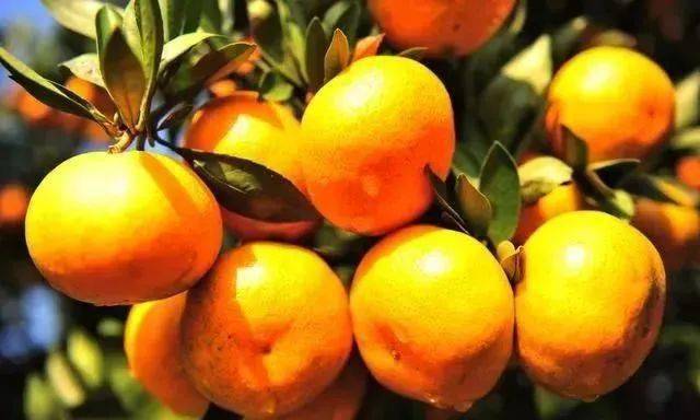 微量元素钾（钾微量元素的作用）-硒宝网