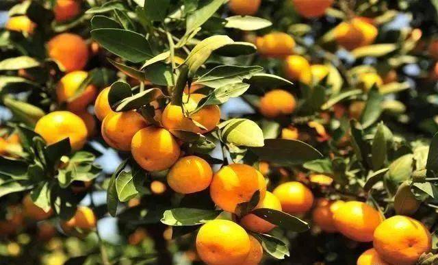 微量元素钾（钾微量元素的作用）-硒宝网