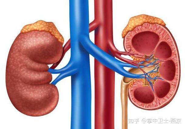 肾病可以吃锌硒宝（锌硒片补肾吗）-硒宝网