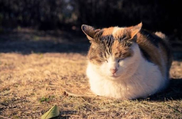 补钙晒太阳(晒太阳补钙要晒到皮肤吗)-硒宝网