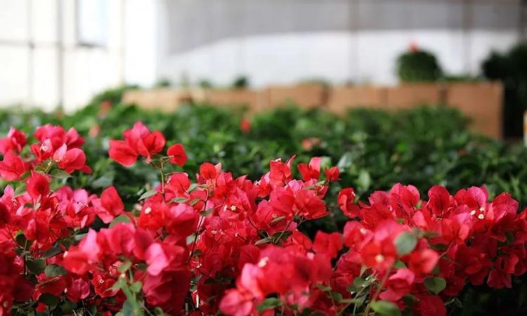 微量元素钾的作用(钾微量元素作用是什么)-硒宝网