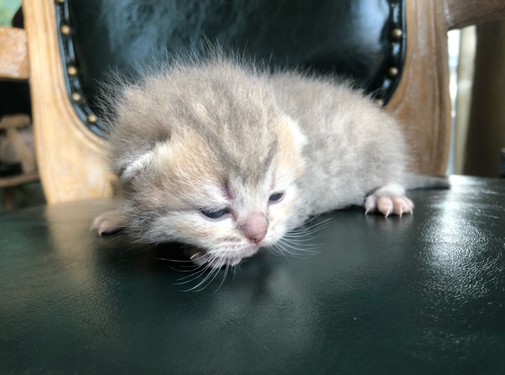 猫咪怎么补钙(猫咪补钙最简单的方法)-硒宝网