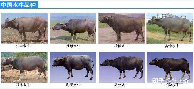 喝什么牛奶补钙(喝牛奶补充钙)-硒宝网