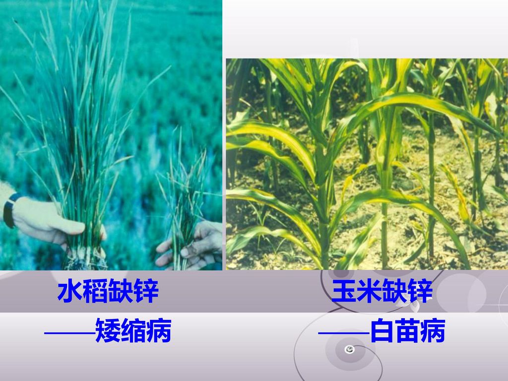 婴儿怎么查微量元素(婴儿查微量元素挂什么科室)-硒宝网